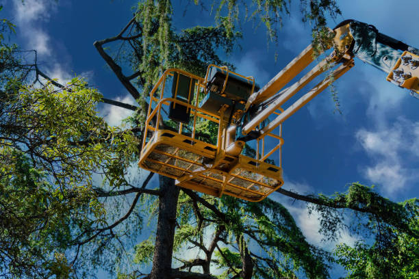 How Our Tree Care Process Works  in  Madison Lake, MN